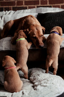 hertfordshire - dog - photographer9