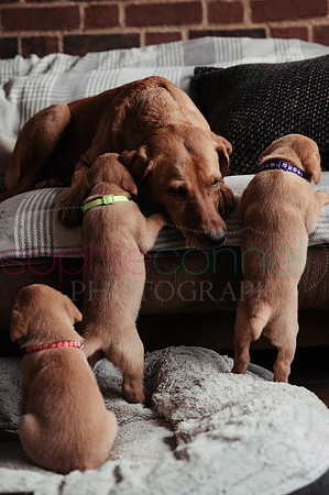 hertfordshire - dog - photographer9