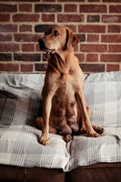 hertfordshire - dog - photographer10