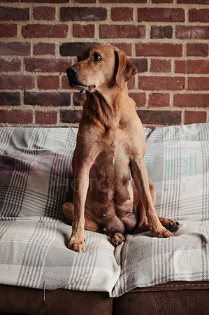 hertfordshire - dog - photographer10