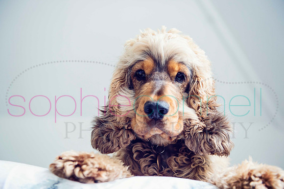 hertfordshire - dog - photographer15