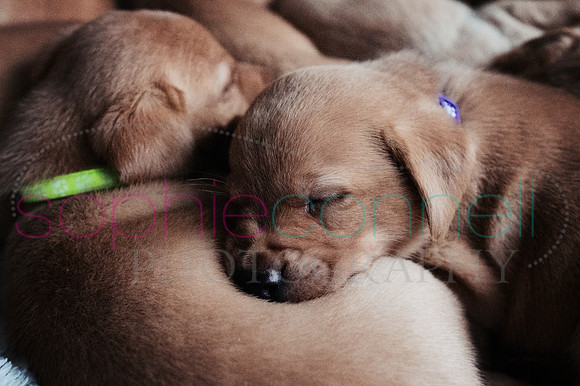hertfordshire - dog - photographer12