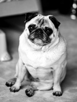 hertfordshire - dog - photographer18