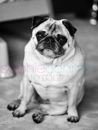 hertfordshire - dog - photographer18