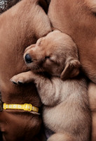 hertfordshire - dog - photographer13