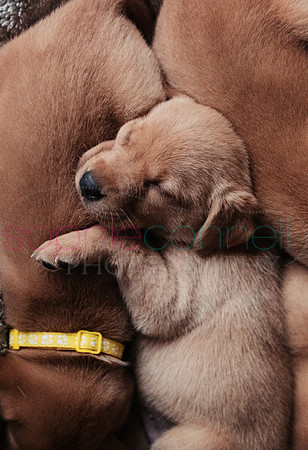 hertfordshire - dog - photographer13