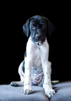 hertfordshire - dog - photographer20