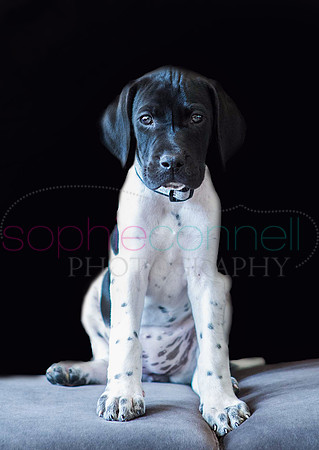 hertfordshire - dog - photographer20