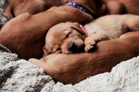 hertfordshire - dog - photographer14
