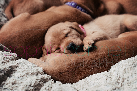 hertfordshire - dog - photographer14