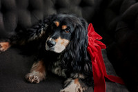 hertfordshire - dog - photographer19