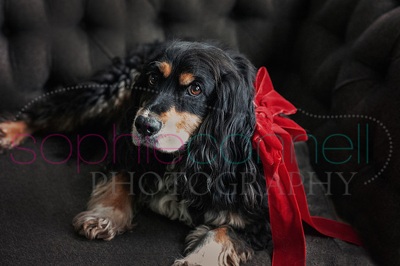 hertfordshire - dog - photographer19
