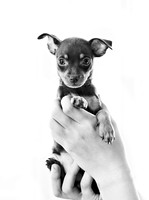 hertfordshire - dog - photographer24