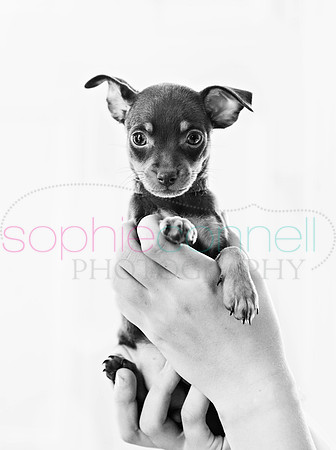 hertfordshire - dog - photographer24