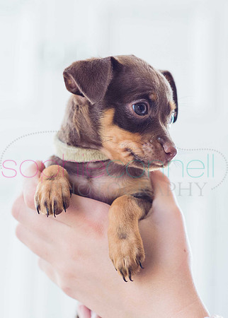 hertfordshire - dog - photographer25