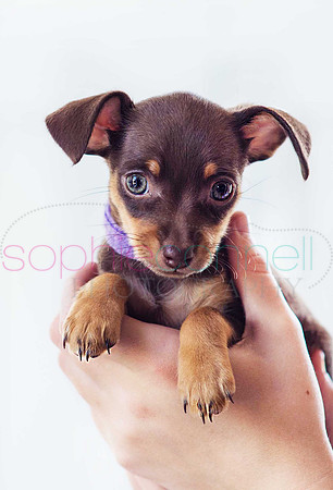 hertfordshire - dog - photographer26