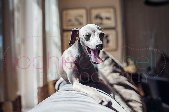 hertfordshire - dog - photographer27