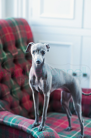hertfordshire - dog - photographer22