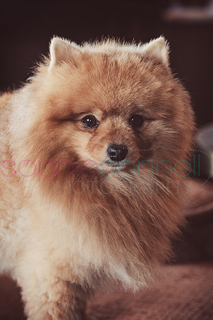 hertfordshire - dog - photographer17