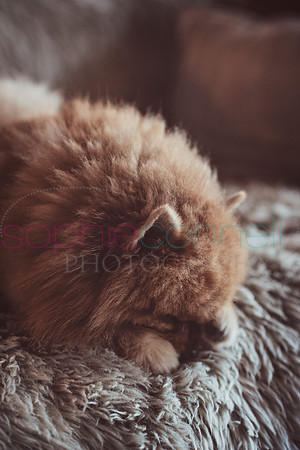 hertfordshire - dog - photographer16