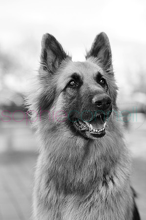 hertfordshire - dog - photographer30
