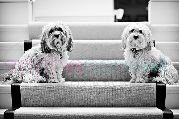 hertfordshire - dog - photographer31