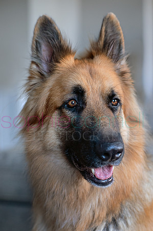 hertfordshire - dog - photographer29