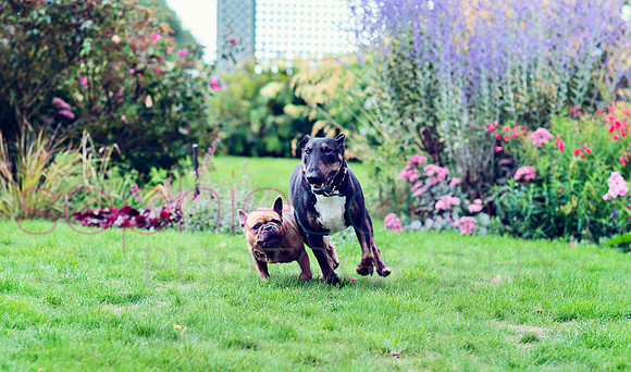 hertfordshire - dog - photographer33