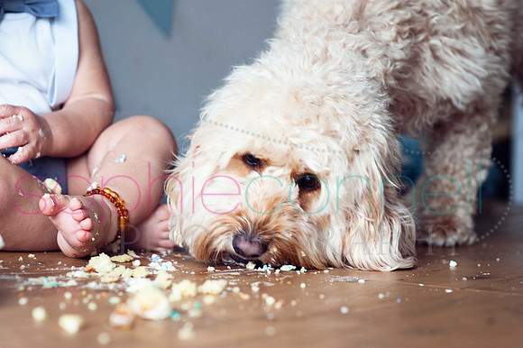 hertfordshire - dog - photographer36