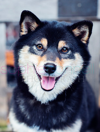 hertfordshire - dog - photographer34