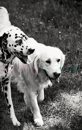 hertfordshire - dog - photographer37