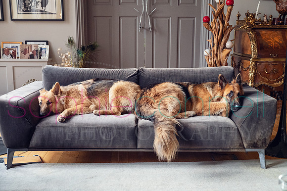 hertfordshire - dog - photographer28