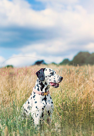 hertfordshire - dog - photographer38