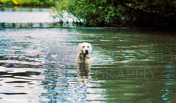hertfordshire - dog - photographer40