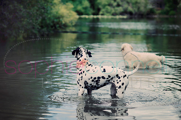 hertfordshire - dog - photographer39