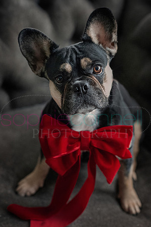 hertfordshire - dog - photographer35
