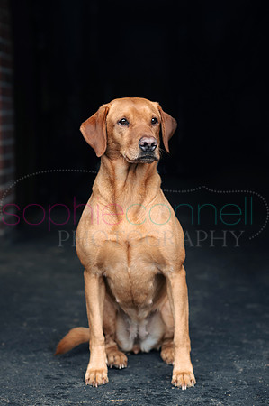 hertfordshire - dog - photographer42