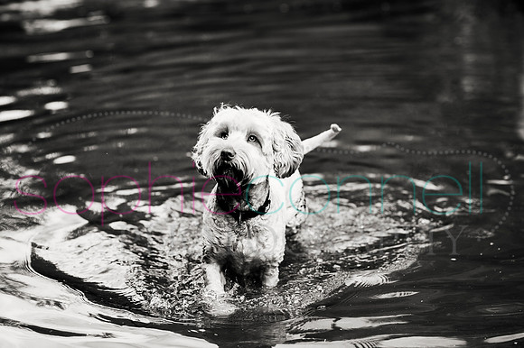 hertfordshire - dog - photographer41
