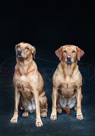 hertfordshire - dog - photographer43