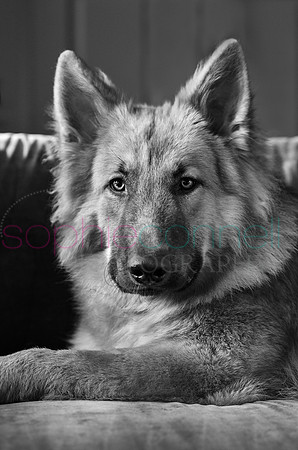 hertfordshire - dog - photographer44