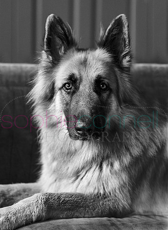 hertfordshire - dog - photographer45