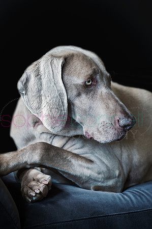 hertfordshire - dog - photographer48