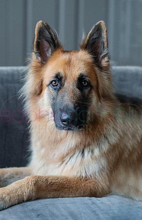 hertfordshire - dog - photographer46