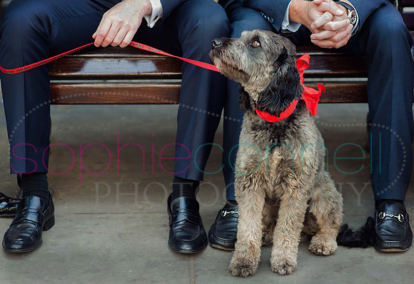 hertfordshire - dog - photographer49