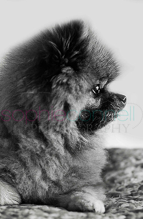 hertfordshire - dog - photographer51