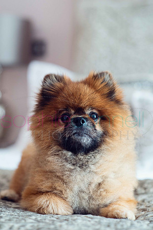 hertfordshire - dog - photographer50