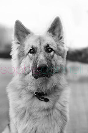 hertfordshire - dog - photographer47