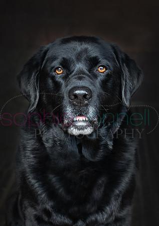 hertfordshire - dog - photographer52