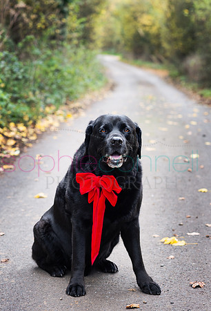 hertfordshire - dog - photographer53