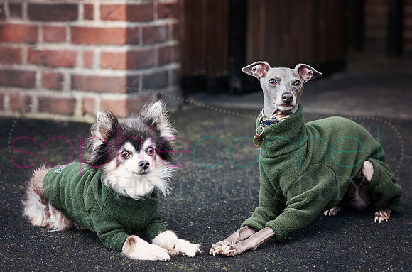 hertfordshire - dog - photographer54